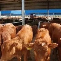 RFID二维码技术智能养牛