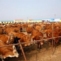 UHF的牛羊追溯管理方案