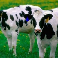 动物食品溯源系统RFID解决方案