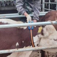 RFID牛羊追溯管理系统