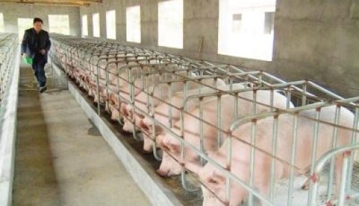 RFID养猪溯源解决方案1