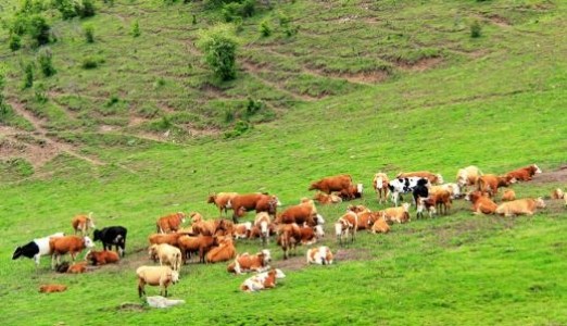 RFID的牛羊繁育养殖管理系统方案