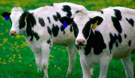 动物食品溯源系统RFID解决方案