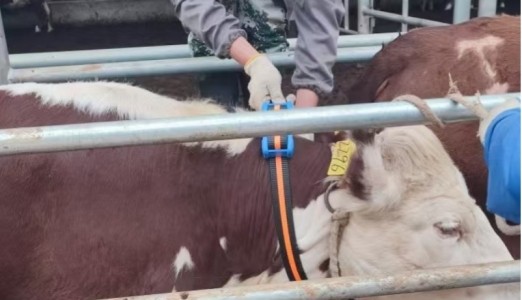 RFID牛羊追溯管理系统